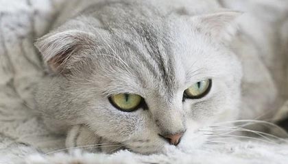 17173新游期待榜：网易《无限大》最新实机公开 腾讯《怪物猎人：旅人》亮相TGS